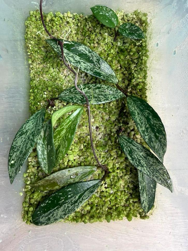 Hoya wilbur graves + pubicalyx splash stekjes, Maison & Meubles, Plantes d'intérieur, Enlèvement ou Envoi