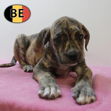 Boerboel - Robuste Belgisch pups te koop beschikbaar voor biedingen