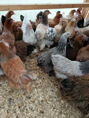 brahma hennen ruime keuze uit een 60 tal 4+1 GRATIS beschikbaar voor biedingen