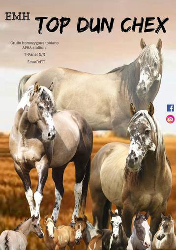 Grullo homozygoot tobiano Paint hengst ter dekking APHA beschikbaar voor biedingen