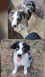 Bleu merle border collie reu en teef 4 mnd oud op boerderij, Dieren en Toebehoren, België, 15 weken tot 1 jaar, CDV (hondenziekte)