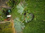 Gunnera Manicata., Tuin en Terras, Planten | Tuinplanten, Ophalen