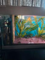 Zeer mooi aquarium te koop, Ophalen
