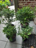 Ilex crenata 'dark Green '- 4 stuks potgekweekt, Volle zon, Vaste plant, Zomer, Ophalen