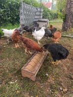 Poules pondeuses