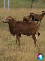 Kameroen ram van 2024, Dieren en Toebehoren