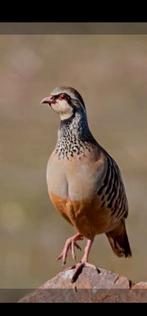 Gezocht 3 vrouwelijke patrijzen (zelfde ras als op foto), Dieren en Toebehoren