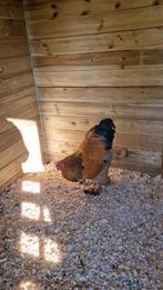 Brahma haan, Dieren en Toebehoren, Pluimvee, Mannelijk, Kip