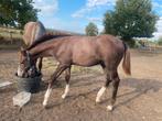 Prachtig hengstenveulen Don’t touch tiji hero, Springpaard, Gechipt, Niet van toepassing, 0 tot 2 jaar