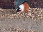 Cavia jongen, Dieren en Toebehoren, Knaagdieren, Juli, Mannelijk, Cavia
