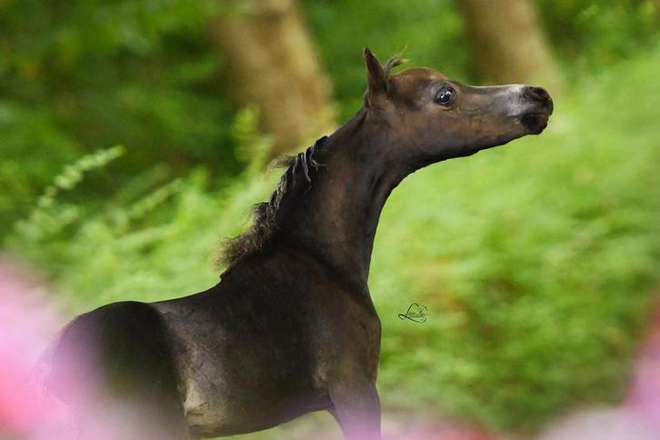 Prachtig AMHA/AMHR/NMPRS hengstenveulen, Dieren en Toebehoren, Paarden, B