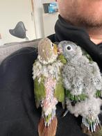 Jonge pyhurra’s, Animaux & Accessoires, Oiseaux | Perruches & Perroquets, Sexe inconnu, Bagué