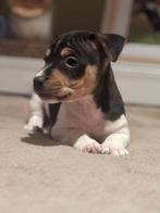 Chiots Jack Russell, Animaux & Accessoires, Chiens | Jack Russell & Terriers, Plusieurs, Parvovirose, Jack Russel Terrier, Belgique