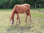 quarter / tinker merrie, Dieren en Toebehoren, Paarden, Merrie, Minder dan 160 cm, Gechipt, 0 tot 2 jaar