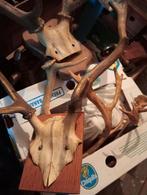 Décoration de bois de cerf, Collections, Collections Animaux, Cerf