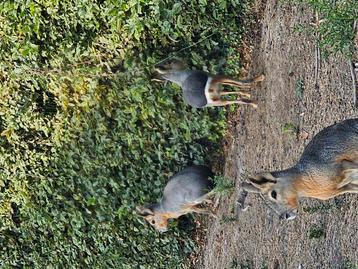 2 mara's  beschikbaar voor biedingen