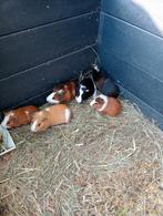 Jonge cavia zeugjes en beertjes, Dieren en Toebehoren, Cavia, Meerdere dieren, Tam, Oktober