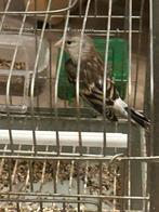 Métis Bleue puttertje, Vrouwelijk, Wildzangvogel, Geringd
