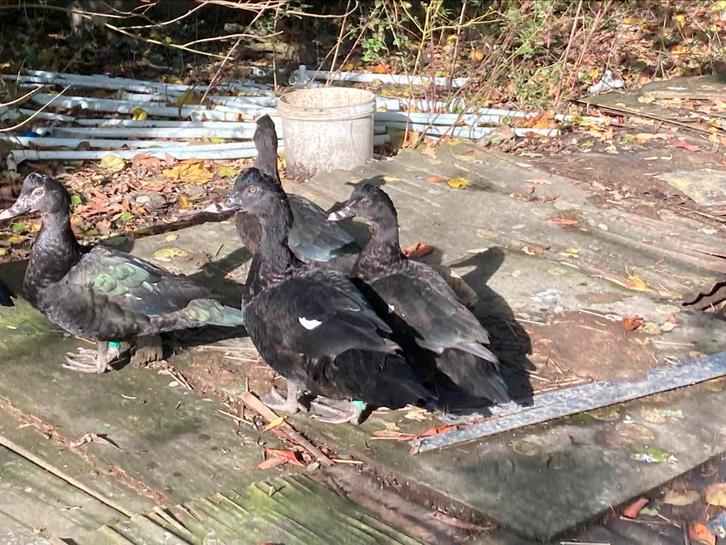 Muskuseenden beurs putte, eenden, Dieren en Toebehoren, Pluimvee