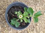 aardbeiplantjes 1€ stuk, Ophalen, Nieuw