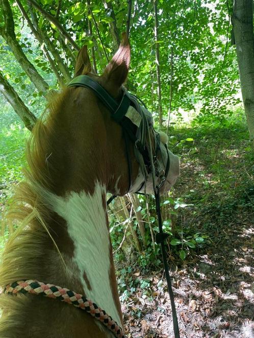 Halve stal aangeboden, Dieren en Toebehoren, Paarden, Merrie