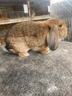 Duitse hangoor konijn, Dieren en Toebehoren, Konijnen, Hangoor