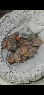 GEZOCHT Pyrrhura jongen, Huis en Inrichting, Woonaccessoires | Kransen, Ophalen