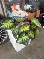 Plastic plant / kunstplant, Enlèvement, Comme neuf