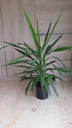 Yucca kamerplant, Maison & Meubles, Plantes d'intérieur, Enlèvement, Yucca, Moins de 100 cm