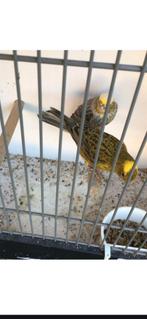 kanarie lizard koppel, Dieren en Toebehoren, Vogels | Kanaries