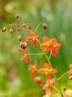 Epimedium ‘Orangekönigin’ of Elfenbloem, Tuin en Terras, Planten | Tuinplanten, Ophalen, Vaste plant, Bodembedekkers, Halfschaduw