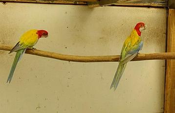 Koppel golden rosellas  beschikbaar voor biedingen
