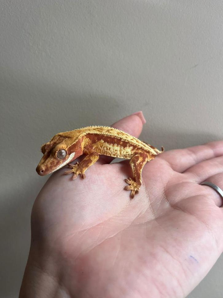 Last call for Houten!! Red cream 1.0, Dieren en Toebehoren, Reptielen en Amfibieën, Overige soorten, 0 tot 2 jaar