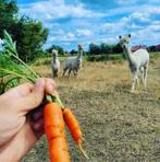 Elektrisch spinnewiel EEW 6.1 met gratis alpaca wol, Hobby en Vrije tijd, Ophalen of Verzenden, Spinnewiel