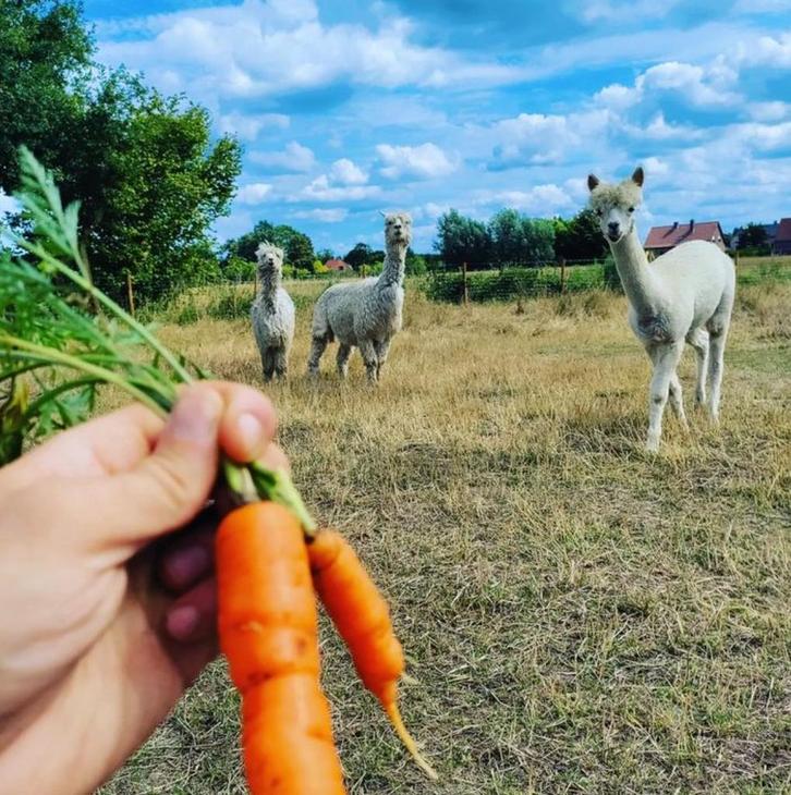 Elektrisch spinnewiel EEW 6.1 met gratis alpaca wol, Hobby en Vrije tijd, Spinnewielen en Spinnen, Spinnewiel, Ophalen of Verzenden