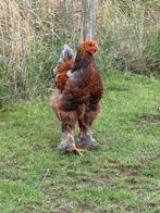 Brahma kip haantje, Mannelijk, Kip