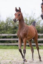 2 Arabisch volbloed hengstjes (2024) bay, Dieren en Toebehoren, Paarden, Minder dan 160 cm, Gechipt, Niet van toepassing, 0 tot 2 jaar