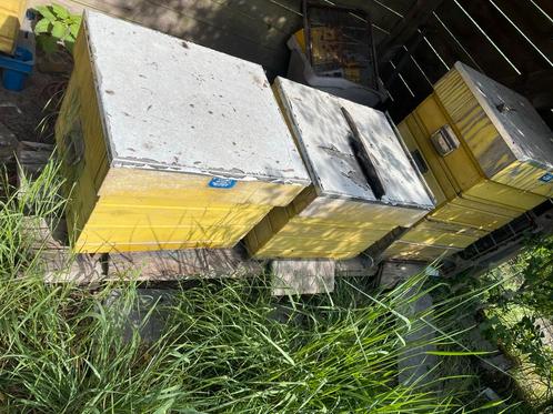 Bijenkasten met hoogsels en ramen, Dieren en Toebehoren, Insecten en Spinnen, Bijen