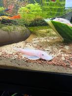 Jong koppel snow white Ancistrus, Dieren en Toebehoren, Vissen | Aquariumvissen, Vis, Zoetwatervis, Schoolvis