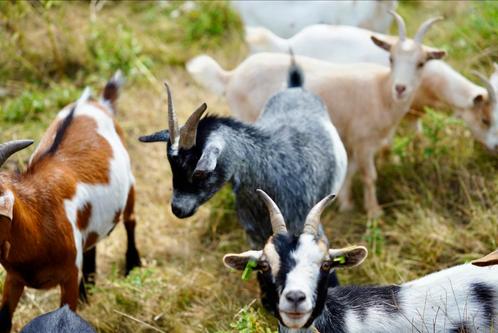 Dwerggeitjes: vijf stuks, Dieren en Toebehoren, Schapen, Geiten en Varkens, Geit, Meerdere dieren, 0 tot 2 jaar