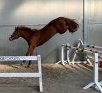 Ermitage kalone x Stakkato 3j ruin, Dieren en Toebehoren, Paarden, Springpaard, Ruin, M, 3 tot 6 jaar