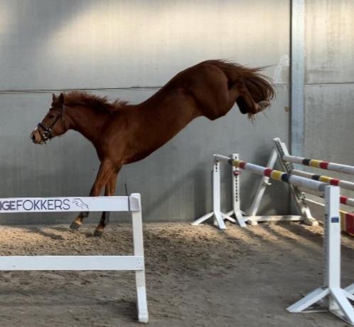 Ermitage kalone x Stakkato 3j ruin, Dieren en Toebehoren, Paarden, Ruin, M, 3 tot 6 jaar, Springpaard, Met stamboom, Gechipt, Ontwormd