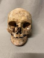 Schedel / Skull - doodshoofd, Collections, Collections Autre, Enlèvement ou Envoi