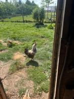 Mechelse koekoek haan, Dieren en Toebehoren, Pluimvee