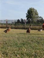 Indische loopeendjes. Mannetje en vrouwtje, Dieren en Toebehoren