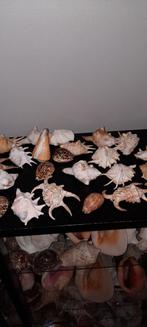 Zeeschelpen, Verzamelen, Mineralen en Fossielen, Ophalen