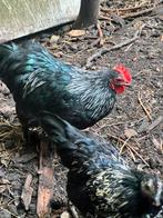 Krielhaantjes ayam cemani mix cochin/araucana, Dieren en Toebehoren, Mannelijk, Kip
