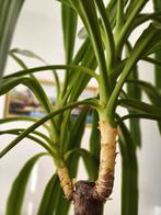 Yucca, Huis en Inrichting, Kamerplanten, Ophalen, Yucca