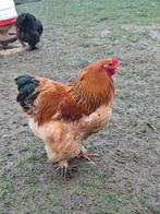 Jonge Columbia Buff Brahma haan, Dieren en Toebehoren, Pluimvee