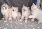 Siberische Neva masquerade kittens, Dieren en Toebehoren, Katten en Kittens | Raskatten | Langhaar, Kater, Gechipt, 0 tot 2 jaar